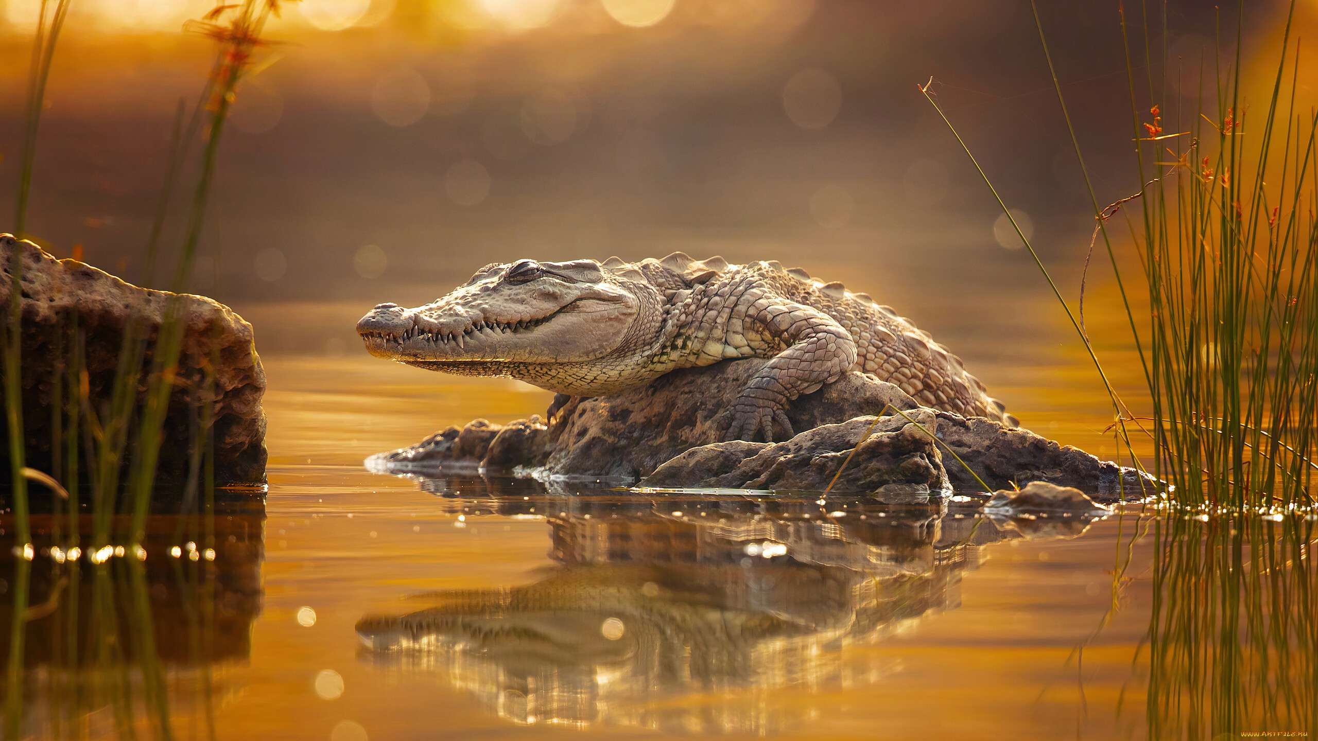 , , , , crocodilia, , , 